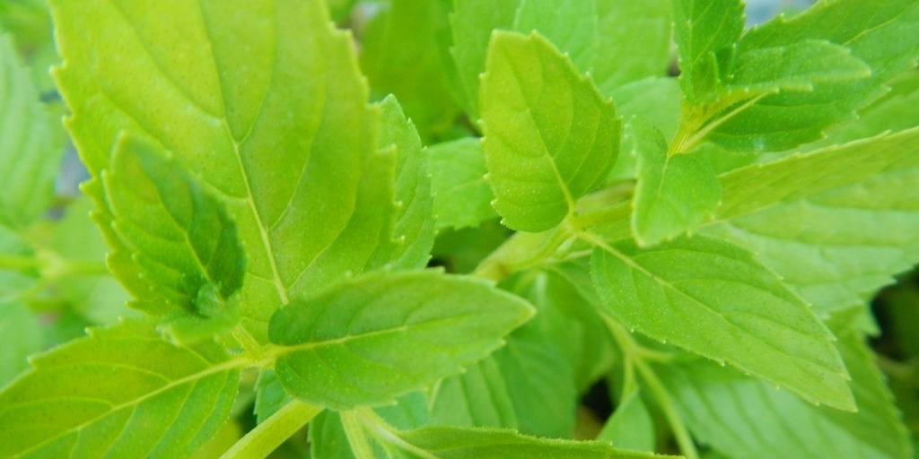 6 Essential Herbs That Repel Mosquitoes