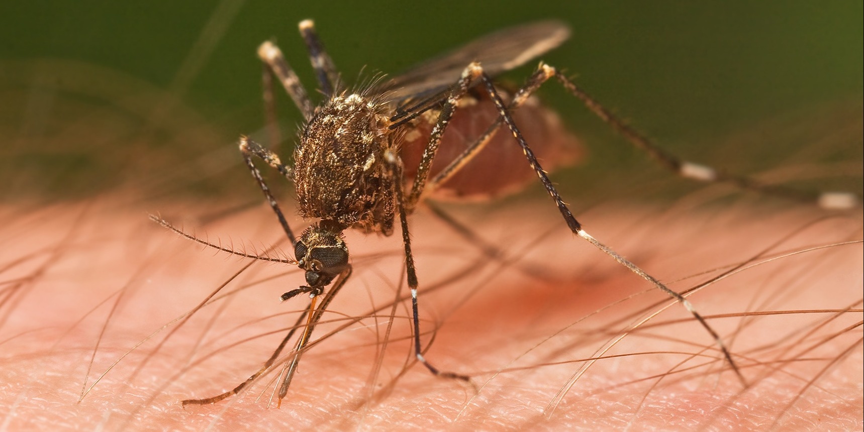 When the female mosquito bites, she uses a needle-like mouth part called a proboscis.