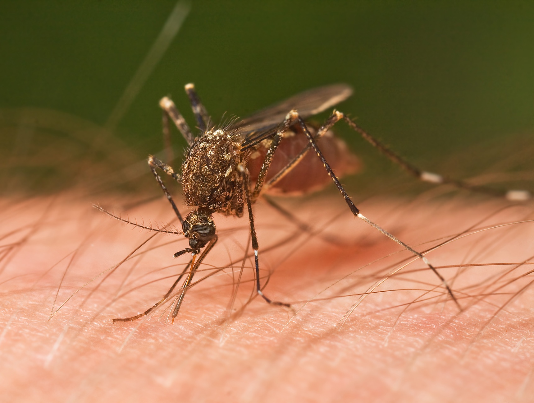 Why Mosquitoes Don't Bite You