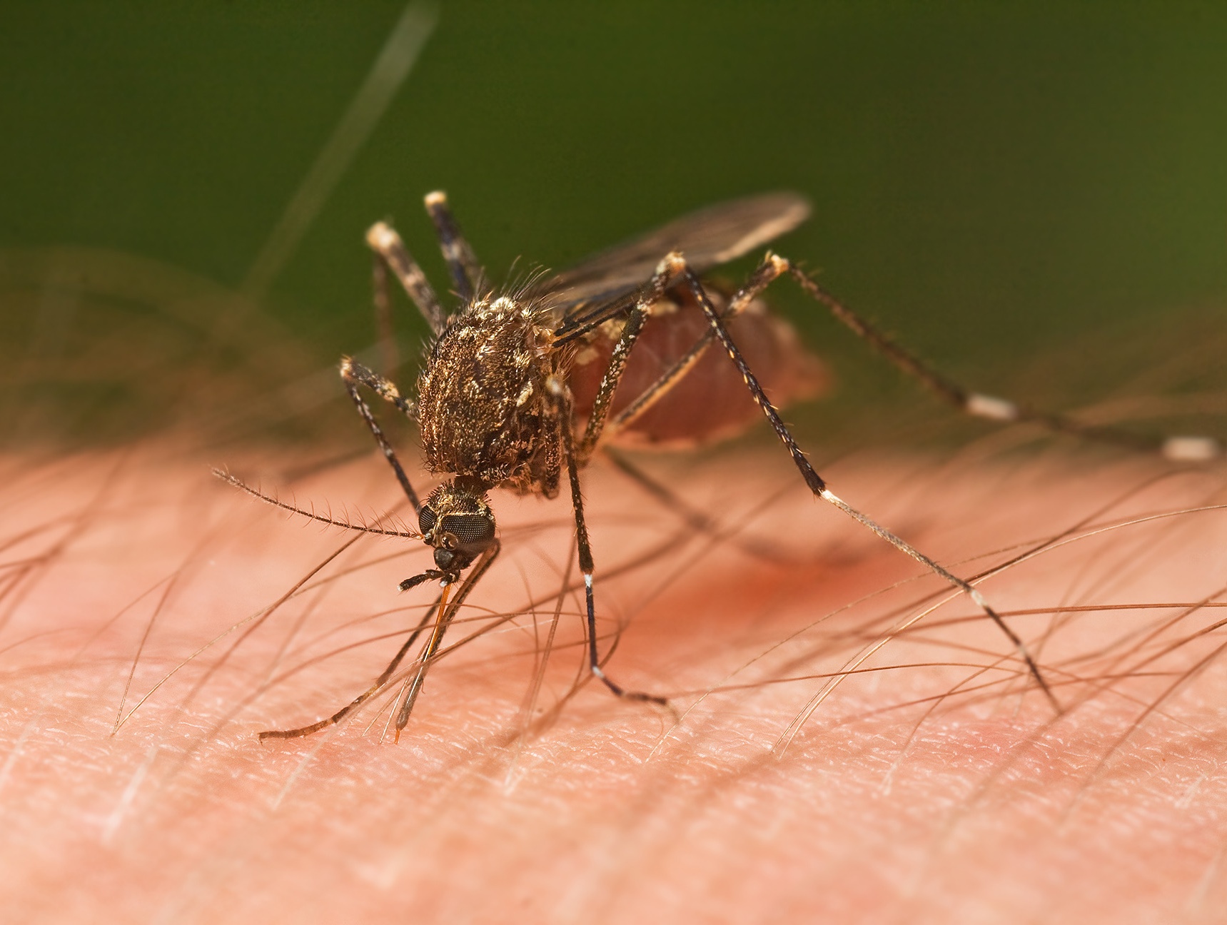 There are quite a few interesting mosquito facts.