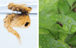 mosquito-pupa-and-adult