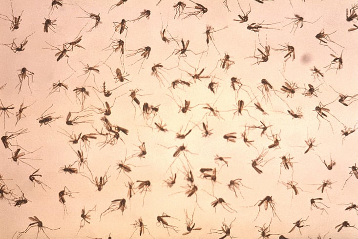 mosquito-zika.jpg