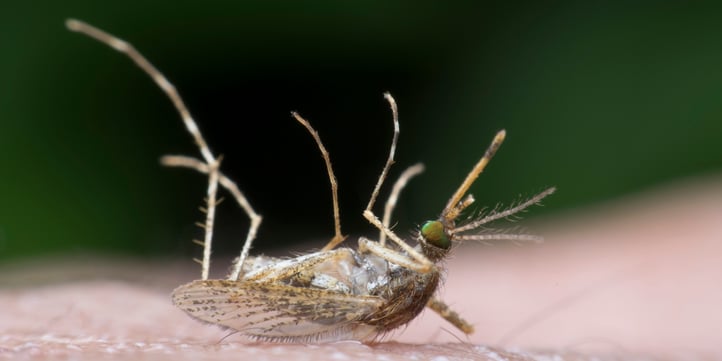 Mosquitoes Find You
