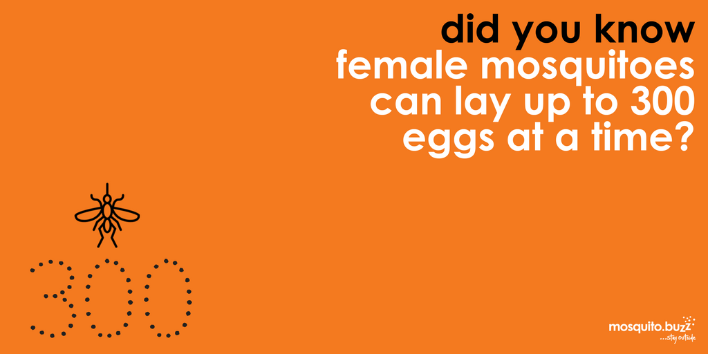 Female mosquitoes can lay up to 300 eggs.