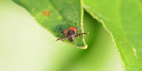 Ticks will keep biting as long as temperatures are consistently above 7 degrees.