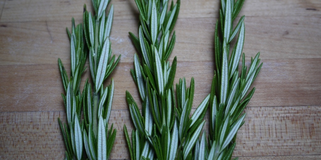 6 Essential Herbs That Repel Mosquitoes