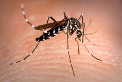 aedes-albopictus-mosquito-also-known-as-the-asian-tiger-mosquito-1
