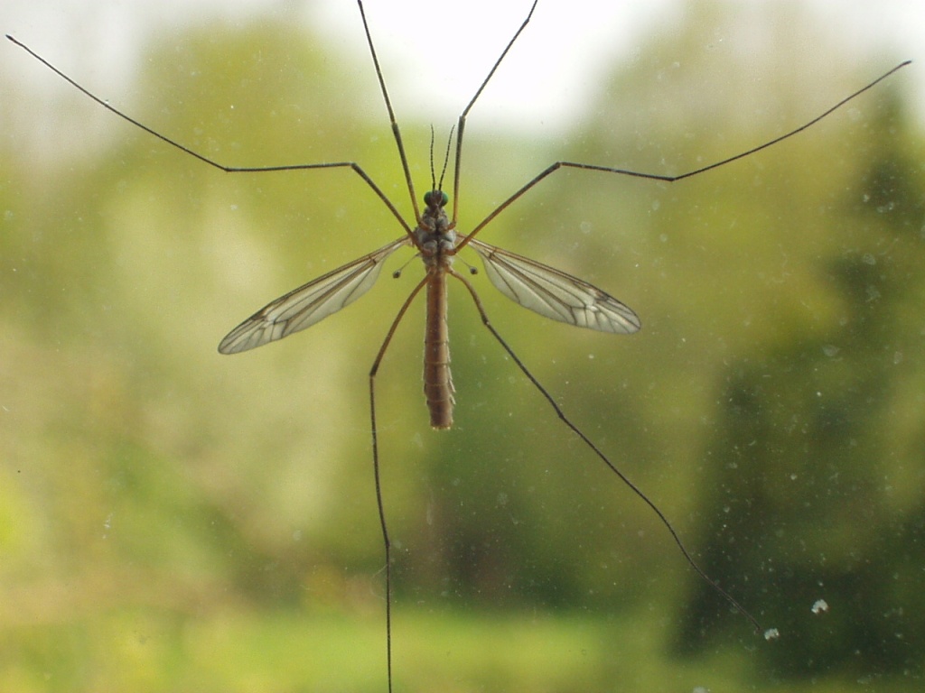 European crane flies are not mosquitoes.