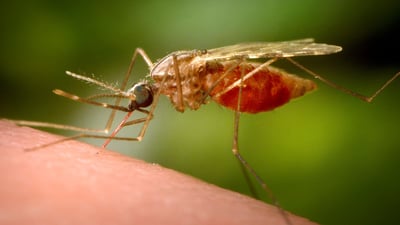 www.ctvnews.cacontentdamctvnewsenimages202362are-mosquitoes-worse-this-year--1-6425022-1685730672574