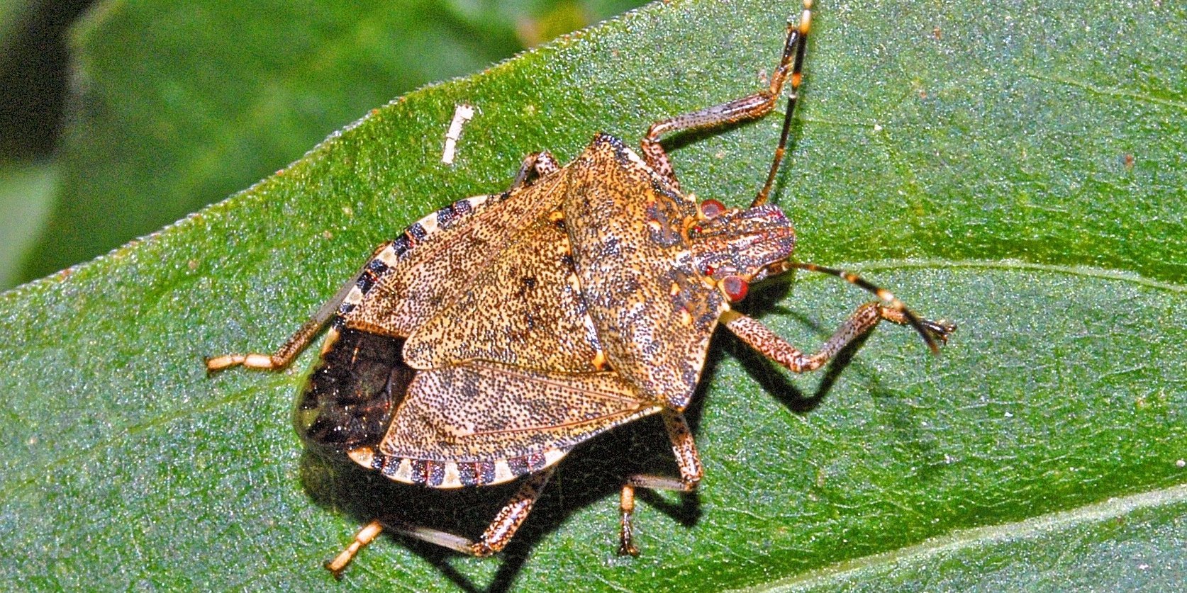 5 Pests That Look Like Ticks   Stink Bug Looks Like Tick 