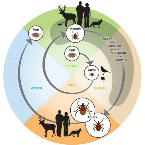 Ticks have 4 life stages; egg, larvae, nymph, and adult. 