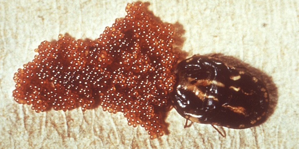 Female ticks lay thousands of eggs on the ground, which then hatch into larvae, known as 'seed ticks'.