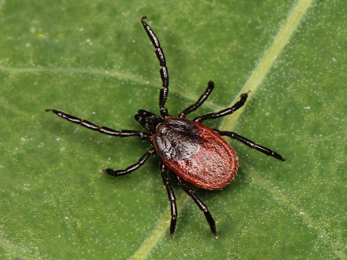 There are over 40 species of Ticks found across Canada.