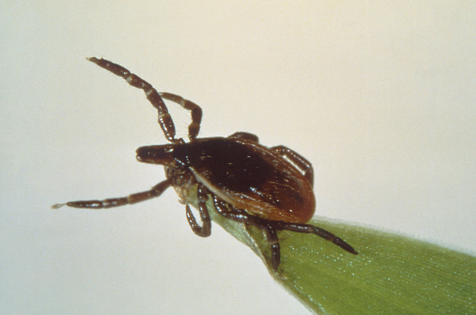 However, ticks can be found anywhere with ample foliage - including residential areas and city parks.