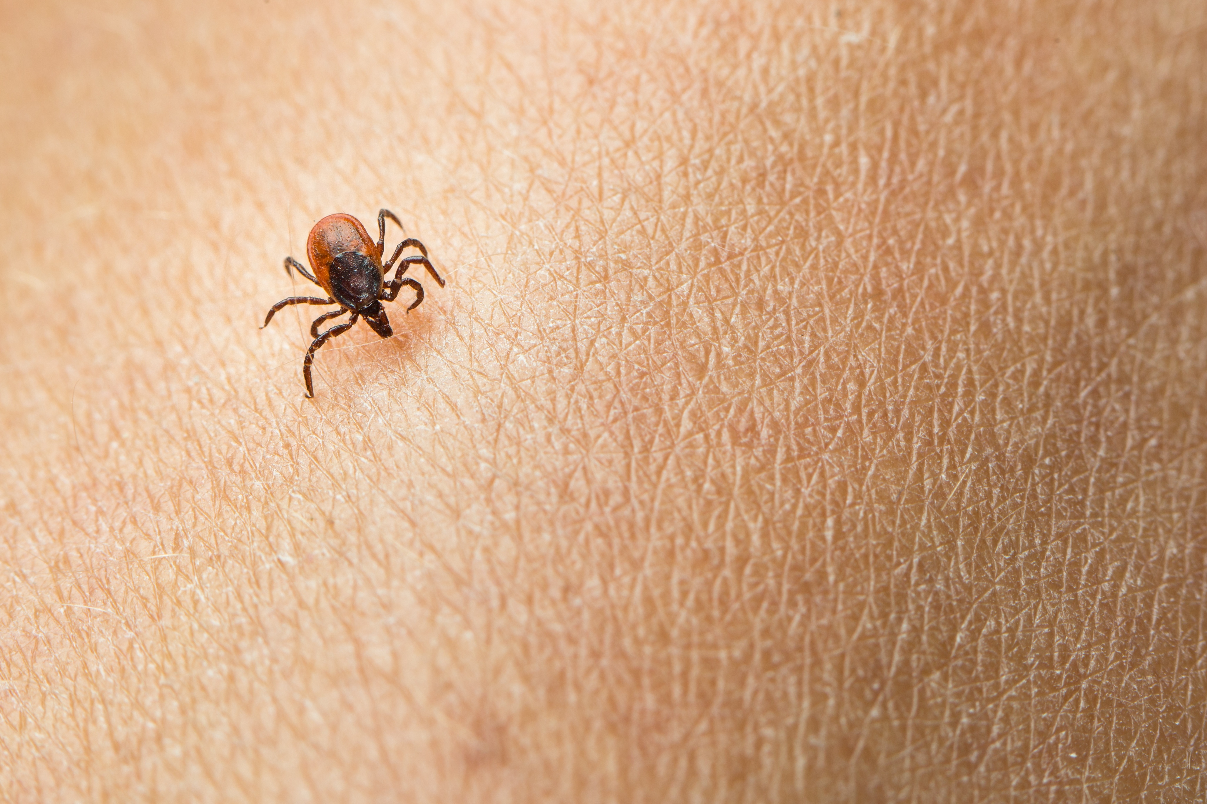 While ticks can be active all year round, they are most common in spring and fall.