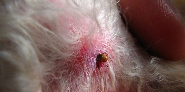 what do ticks bites look like on dogs