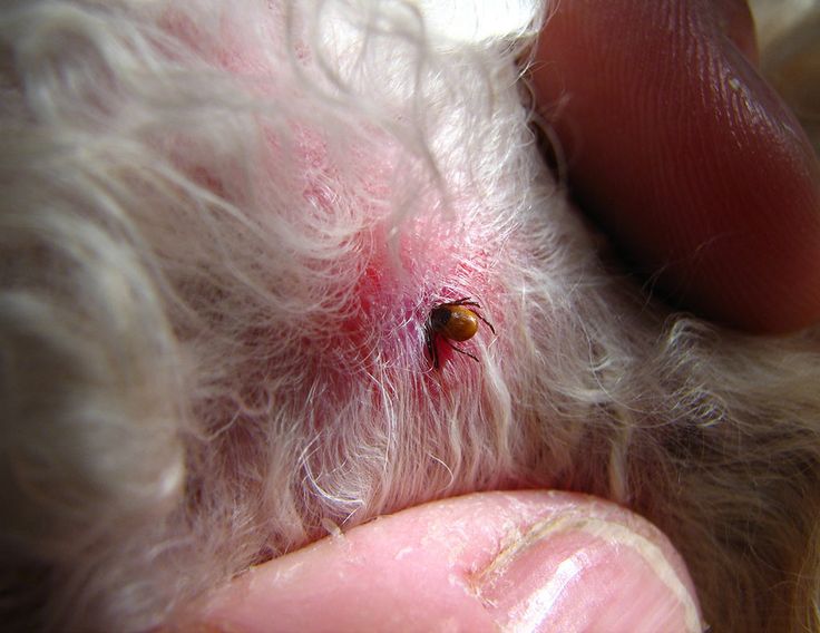 Ticks need a blood meal to survive.