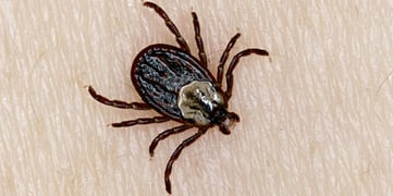 10 Things You Might Not Have Known About Ticks