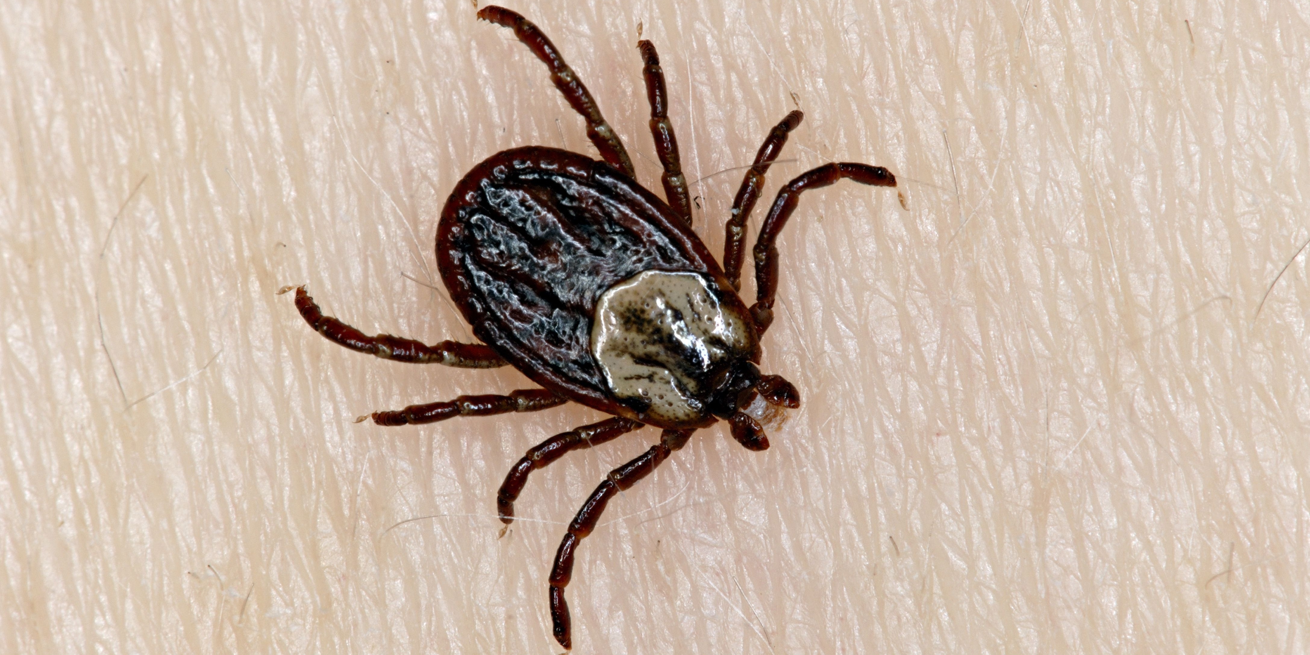 Ticks are known as "hard ticks" because both the males and females have a hard plate covering their backs.