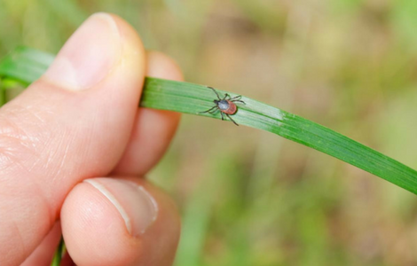 ticks-in-lawn.png