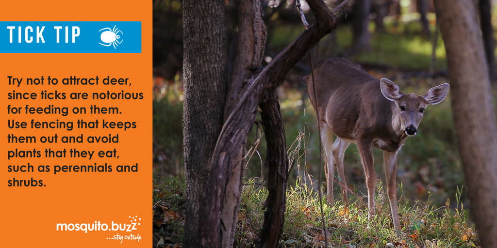 Adults prefer to feed on large mammals, such as white-tailed deer, pets or humans. 