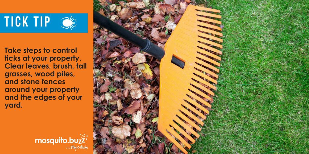 Remove brush and leaves around stone walls or wood piles.