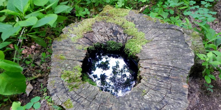 tree-stump-mosquito-breeding.jpg