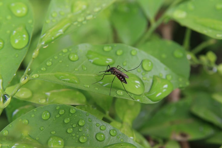 west-nile-in-canada.jpg