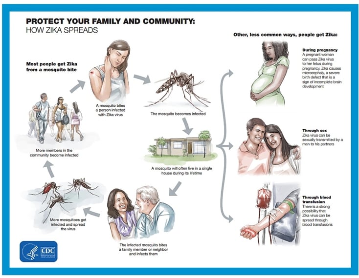 zika-transmission.jpg