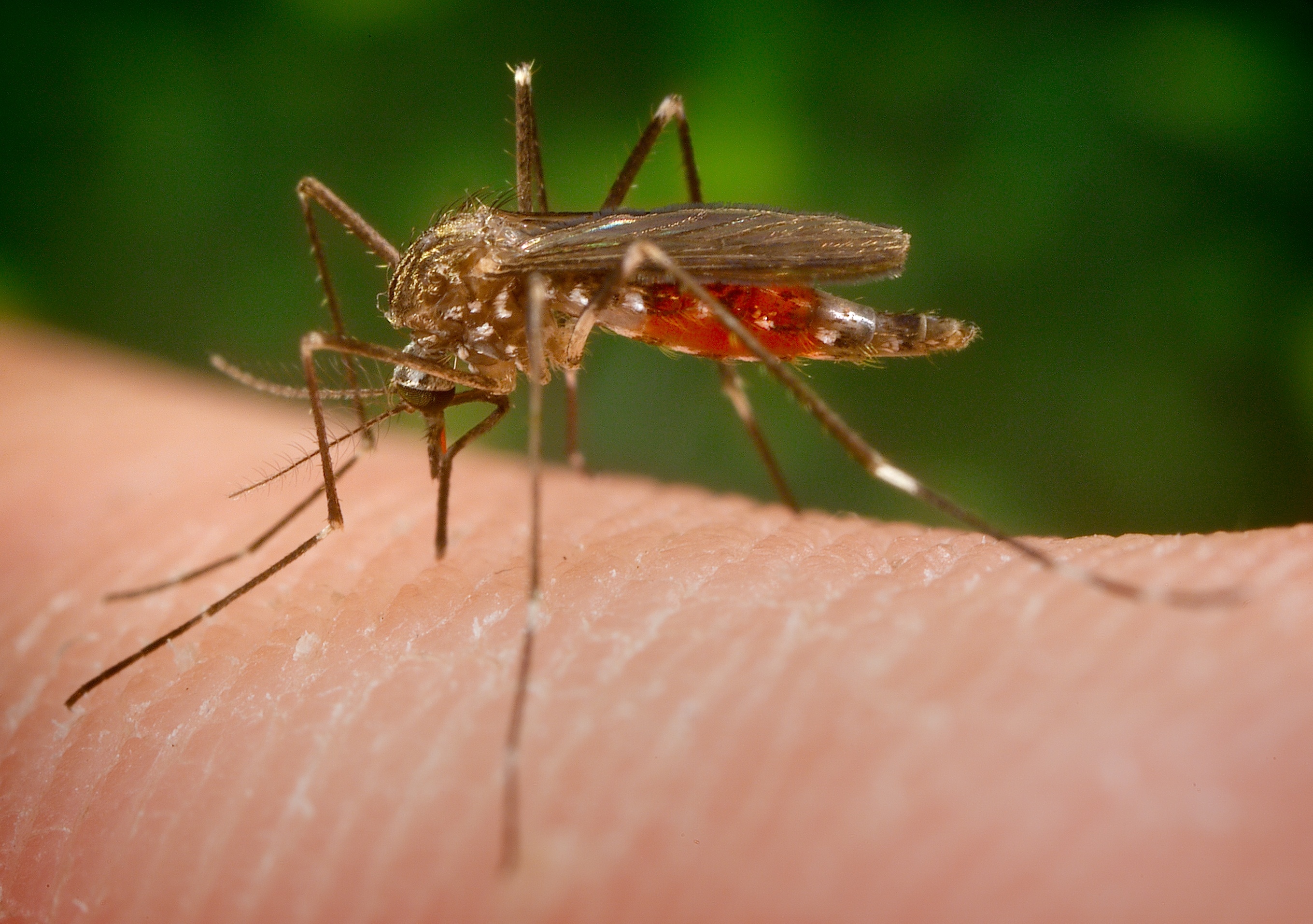 Learn About West Nile Virus - Featured Image
