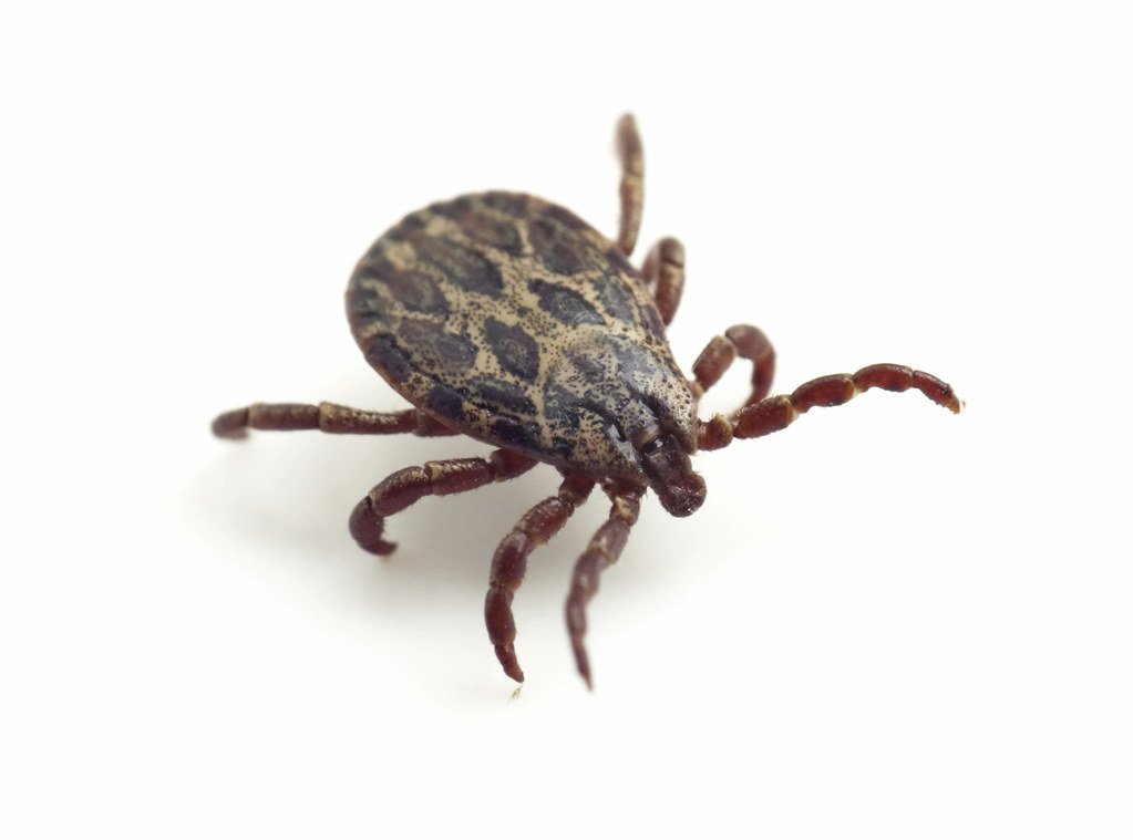 How To Get Rid Of Ticks - Featured Image