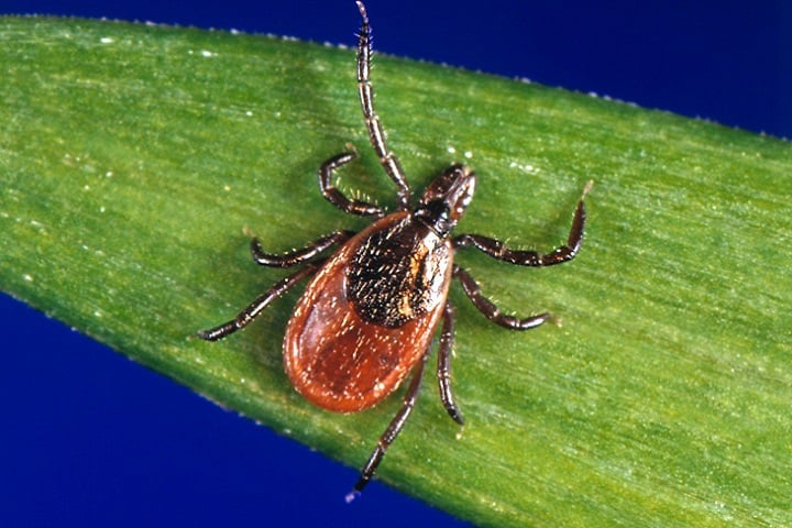 A Guide To Lyme Disease In Canada - Featured Image