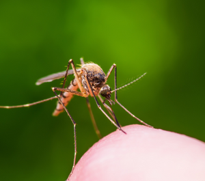 Understanding the Mosquito Lifecycle: A Guide to Prevention - Featured Image