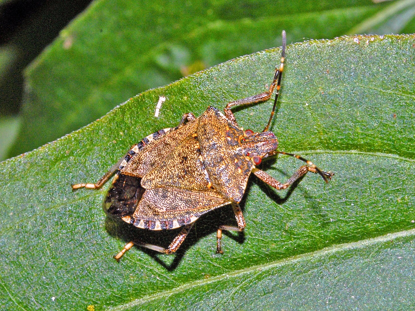 black bugs that look like ticks