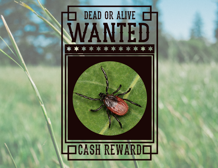 Tick Talk: Our Country's Most Wanted Ticks - Featured Image