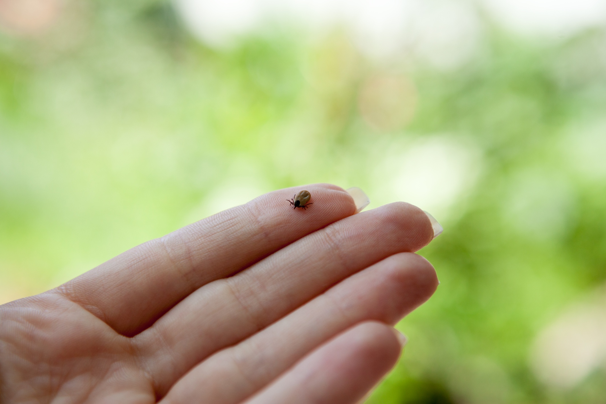 10 Things You Might Not Have Known About Ticks - Featured Image
