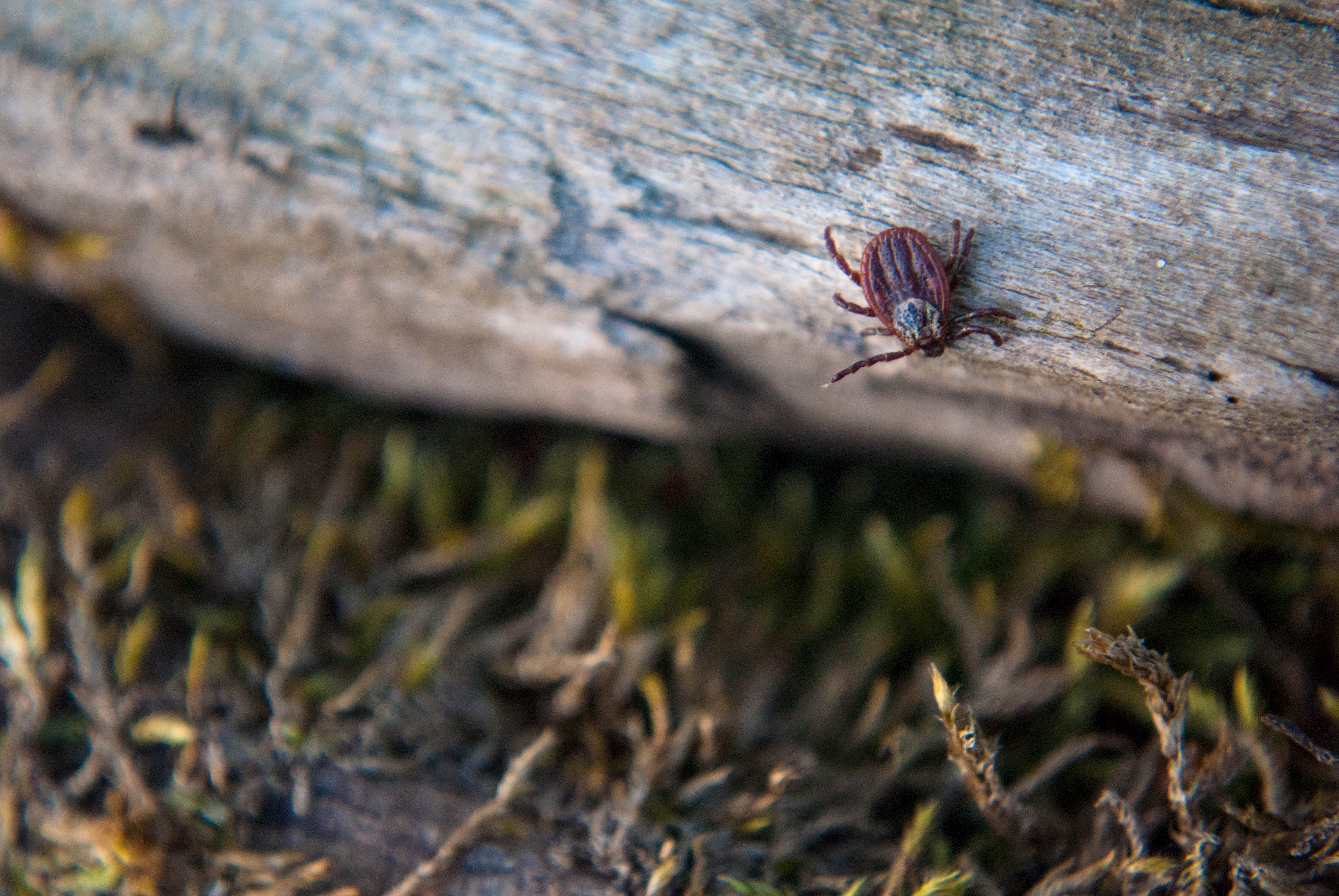 How Ticks Hunt - Featured Image