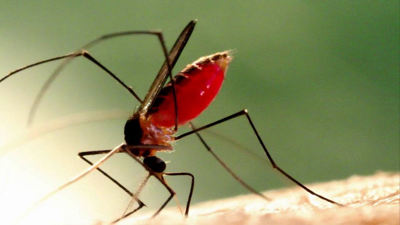 The Life Cycle of the Mosquito - Featured Image