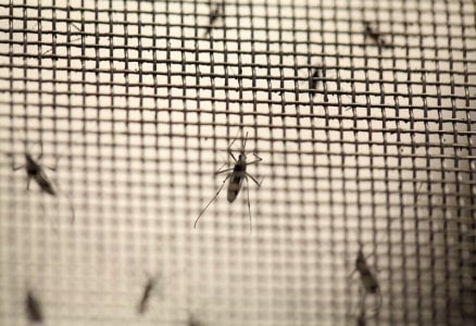 The rapid spread of mosquitoes poses a problem beyond the Zika virus - Featured Image