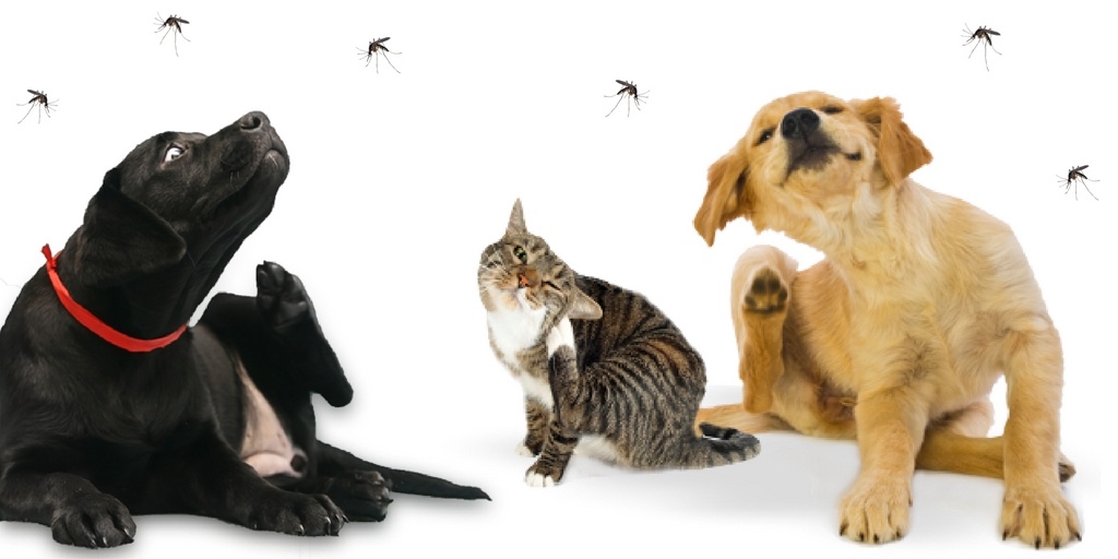 How To Protect Pets From Mosquito Bites - Featured Image
