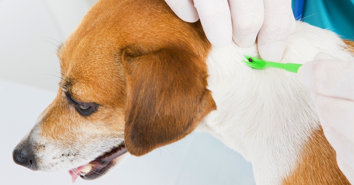How To Protect Pets From Tick Bites - Featured Image
