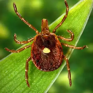 Dorsal view of a female lone star tick (Amblyomma americanum), 2006. Image courtesy Centers for Disease Control (CDC) / Dr Amanda Loftis, Dr William Nicholson, Dr Will Reeves, Dr Chris Paddock. (Photo by Smith Collection/Gado/Getty Images)